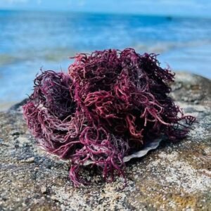 Seamoss (Purple)